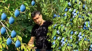 Grandma's Plum Harvest & Jam Making | Delightful Mixed Fruit Compote in the Village!