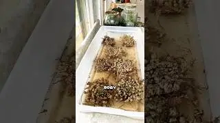 Rose of Jericho 