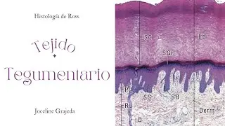 Estratos de la epidermis | Histología de Ross