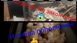 Уборка. Нужно сохранить опилки. Очередной вывод бройлера.