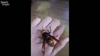 Рабочий гигантский азиатский шэршень