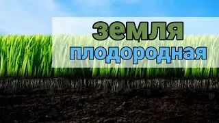 Плодородная земля, или как выглядит земля которую не копают.