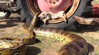 Anaconda, Python both Find Pig on Tractor--Pig is Quickly Eaten