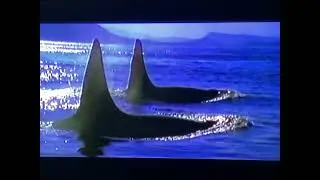 Closing to Flipper 1996 VHS
