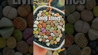 Drought tolerant houseplants, that are hard to kill 