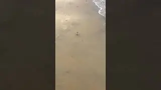 Walking Sanderling Bird at the Shore