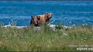 21 Jul 2023: 708 Arrives with Three Cubs! (explore.org)