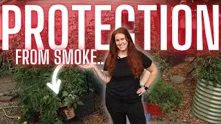 Does Forest Fire Smoke Harm Your Garden?
