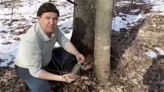 Сбор кленового сока 2020