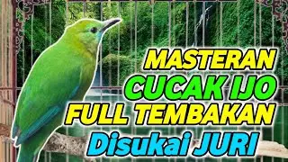 suara burung cucak masteran full isian suara keras❗️ masteran cucak ijo full tembakan kasar betina