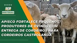 Apisco fortalece pequenos produtores de ovinos com entrega de cordeiros para Cordeiros Castrolanda