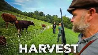 Harvesting He-Man (Our Bull)