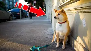 The dog waited for his family in one place for 4 years, but one morning a MIRACLE happened!