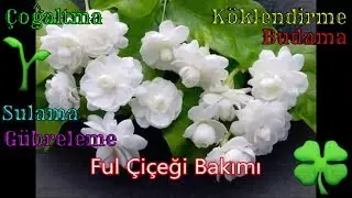 Ful Çiçeği Bakımı (Çoğaltma, Köklendirme, Budama, Gübreleme, Sulama)
