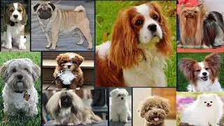 15 Best Apartments dogs in India