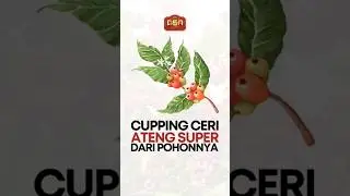 Cupping ceri kopi varietas Gayo 3 Ateng Super langsung dari pohonnya 
