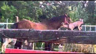 goat vs horse :-)