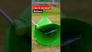 What can survive a golf club? 🏌🏻‍♂️🤔