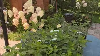 Обзор саженцев гортензий. Видео от 05.08.2024 года.