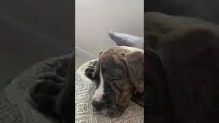 #семья #стафф #стаффордширскийтерьер #убийцы #pitbull #сон