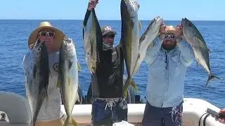 Bloody Bluefin Tuna Yellowfin Tuna and Yellowtail The Reel Brother Presents