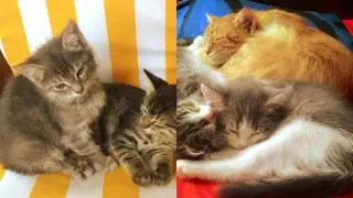 Про котят