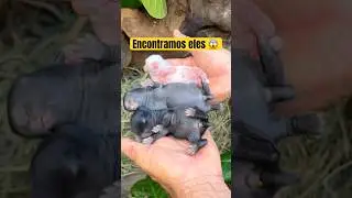 Encontramos eles em um ninho 😱😨😳 
