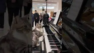 Cat Playing Piano??
