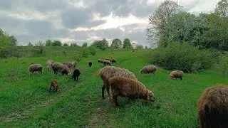 С Вербным Воскресеньем /пост/