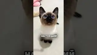 Самый сложный характер у кошек 🐈😱 
