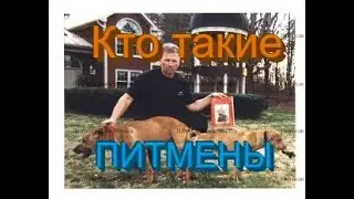 КТО ТАКИЕ ПИТМЕНЫ!!! ЩЕНКИ ОТКРЫТЫ  ДЛЯ БРОНИ!