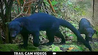 Tayras on Trail Cam in Costa Rica – Wild Jungle Camera Trap Footage