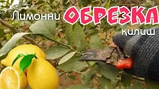 Обрезка лимон. Лимонни кеслаш, шакл бериш.