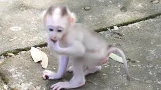 Mama Monkey Protect Her Baby & Don't want another to Hurt Her Baby