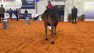 Jersey Junior Champion