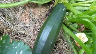 Кабачки на 25.07.22г.(сорта)!!!