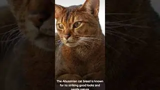 MOST BEAUTIFUL CATS IN THE WORLD #cat #catlover #cutecat #catshorts  #everyone #follower #cab2drs