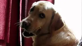 My dog and her treasure