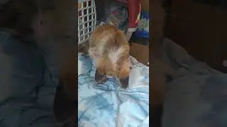 первый заяц пойман))
