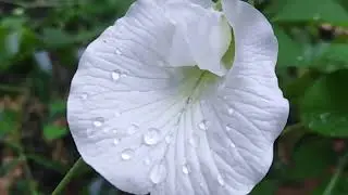 The Beauty of Clitoria Ternatea Flower | Butterfly Pea Flower