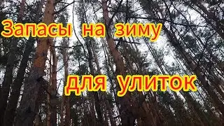 Вкусняшки для улиток на зиму/мы/лес #моилюбимки #улиткиахатины #твимз #улитки