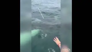 Касатки  рядом в природе плывут - Всё хочу на свете знать !