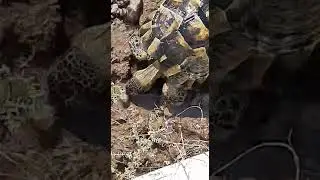 Sıcaktan Kuraklıktan Etkilenen Kaplumbağa