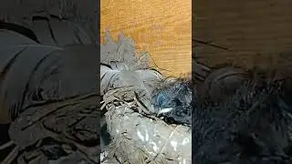 ласточата растут