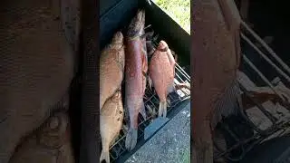 Рыбка готова. Горячее копчение
