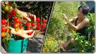 185. Cherry tomatoes, stock for the whole winter.