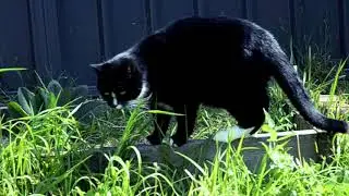 cat in hunting mood