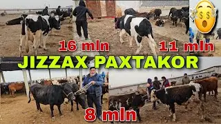 JIZZAX PAXTAKOR MOL BOZORI TALABLARGA KO'RA KAMOLIDDIN.UZ