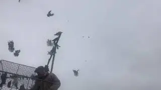 Голуби Владимира Петренко станица Староминская