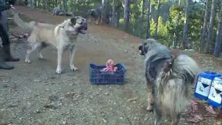 illyrian shepherd Albanian Dog